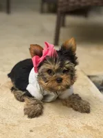 Sofi, a female Yorkshire Terrier for sale in Fort Lauderdale, FL – Photo 6 of 8