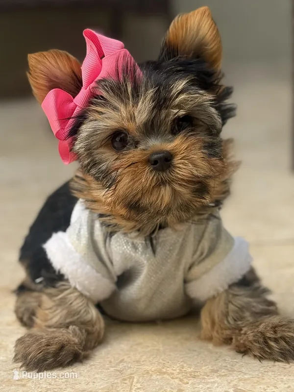 Sofi – Yorkshire Terrier puppy for sale in Fort Lauderdale, FL