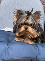 Chifito , a male Yorkshire Terrier for sale in Fort Lauderdale, FL – 10 of 10
