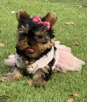Adana , a female Yorkshire Terrier for sale in Fort Lauderdale, FL – 1 of 10