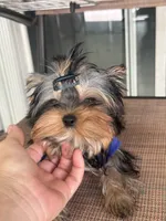 Adonis , a male Yorkshire Terrier for sale in Fort Lauderdale, FL – 5 of 7
