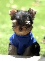 Bebe , a male Yorkshire Terrier for sale in Fort Lauderdale, FL – 8 of 8