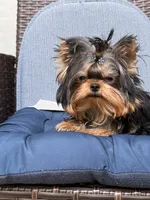 Chifito , a male Yorkshire Terrier for sale in Fort Lauderdale, FL – 9 of 10