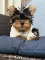 Bebe , a male Yorkshire Terrier for sale in Fort Lauderdale, FL – 5 of 10
