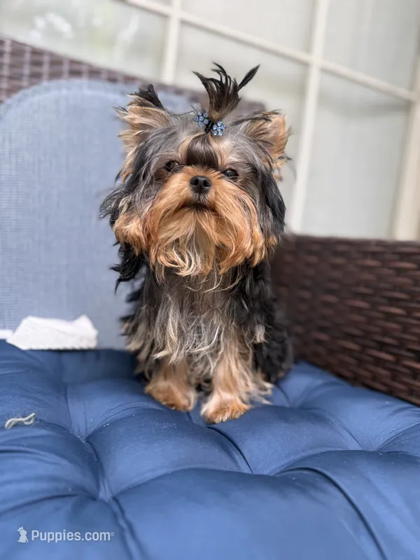 Chifito  – Yorkshire Terrier puppy for sale in Fort Lauderdale, FL