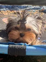 Adonis , a male Yorkshire Terrier for sale in Fort Lauderdale, FL – 2 of 7