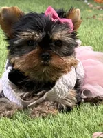 Adana , a female Yorkshire Terrier for sale in Fort Lauderdale, FL – 8 of 10