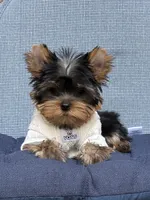Bebe , a male Yorkshire Terrier for sale in Fort Lauderdale, FL – 3 of 10