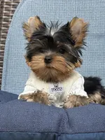 Bebe , a male Yorkshire Terrier for sale in Fort Lauderdale, FL – 8 of 10