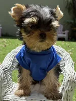 Bebe , a male Yorkshire Terrier for sale in Fort Lauderdale, FL – 6 of 8