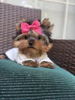 Tinkle, a female Yorkshire Terrier for sale in Fort Lauderdale, FL – Photo 4 of 10