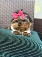 Tinkle, a female Yorkshire Terrier for sale in Fort Lauderdale, FL – Photo 5 of 10