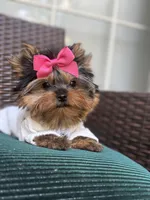 Tinkle, a female Yorkshire Terrier for sale in Fort Lauderdale, FL – Photo 3 of 10