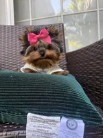 Tinkle, a female Yorkshire Terrier for sale in Fort Lauderdale, FL – Photo 10 of 10