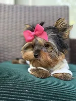 Tinkle, a female Yorkshire Terrier for sale in Fort Lauderdale, FL – Photo 6 of 10