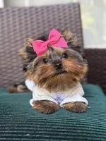 Tinkle, a female Yorkshire Terrier for sale in Fort Lauderdale, FL – Photo 8 of 10