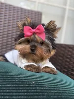 Tinkle, a female Yorkshire Terrier for sale in Fort Lauderdale, FL – Photo 1 of 10