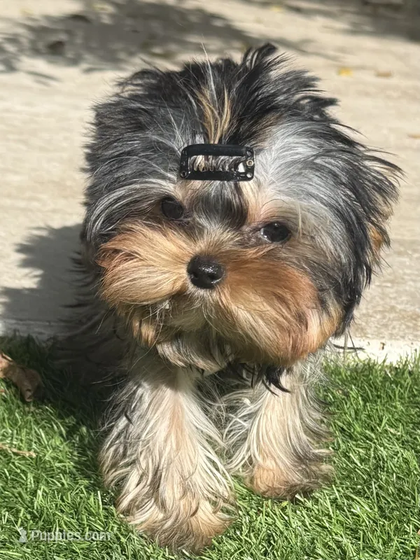 Adonis  – Yorkshire Terrier puppy for sale in Fort Lauderdale, FL