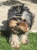 Adonis , a male Yorkshire Terrier for sale in Fort Lauderdale, FL – 1 of 7