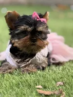 Adana , a female Yorkshire Terrier for sale in Fort Lauderdale, FL – 10 of 10