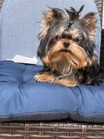 Chifito , a male Yorkshire Terrier for sale in Fort Lauderdale, FL – 3 of 10