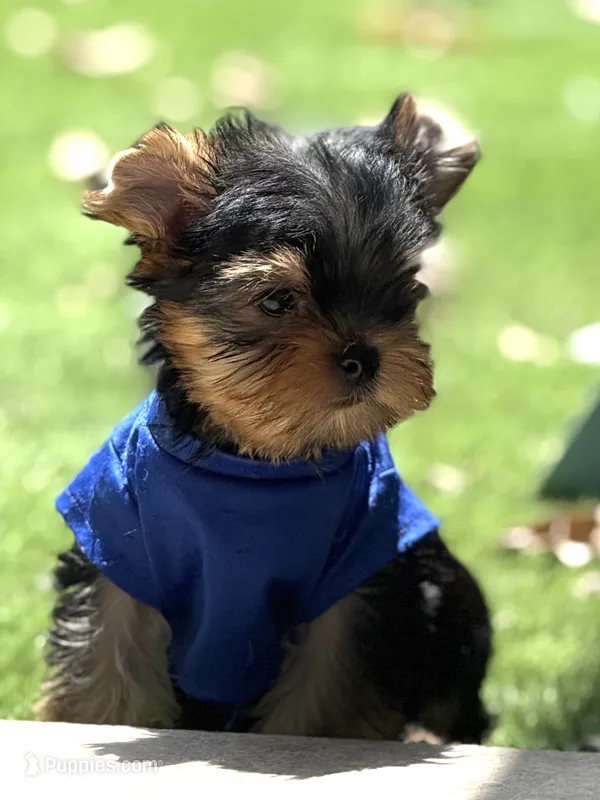 Bebe  – Yorkshire Terrier puppy for sale in Fort Lauderdale, FL