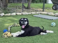 Persia, a female Afghan Hound for sale in Herington, KS – 3 of 3