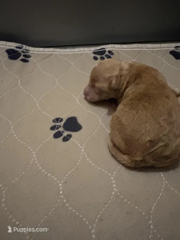 Abbie, a female Miniature Goldendoodle for sale in Herington, KS – Photo 1 of 1