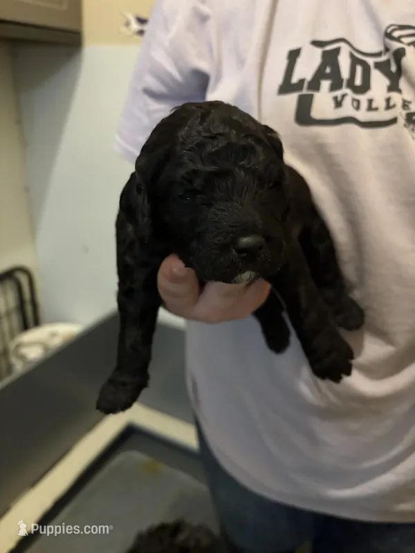 Rory – Goldendoodle puppy for sale in Herington, KS