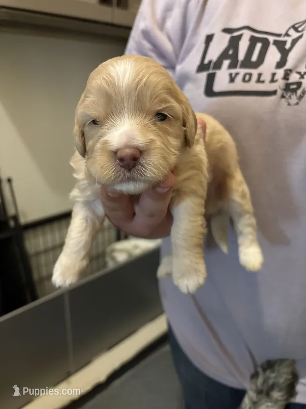 Jade – Goldendoodle puppy for sale in Herington, KS