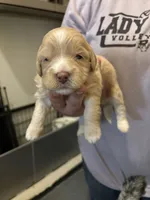 Jade, a female Goldendoodle for sale in Herington, KS – 1 of 1
