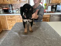 Shilo, a female Afghan Hound for sale in Herington, KS – Photo 2 of 3