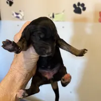 Shilo, a female Afghan Hound for sale in Herington, KS – Photo 3 of 3