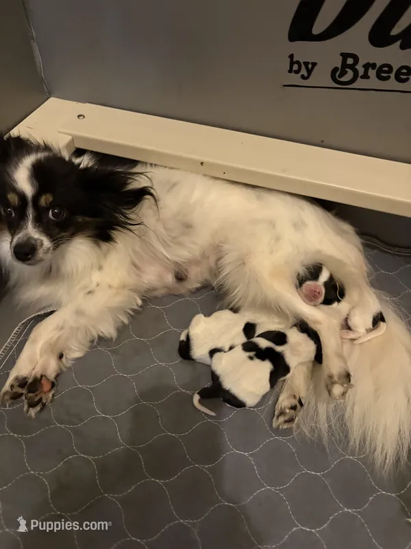 Lucy – Papillon puppy for sale in Herington, KS