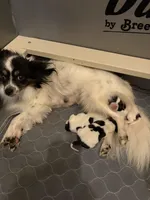 Lucy, a female Papillon for sale in Herington, KS – 1 of 2