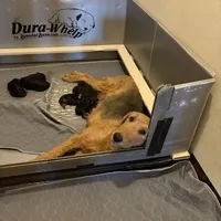 Leo, a male Airedale Terrier for sale in Herington, KS – Photo 1 of 2