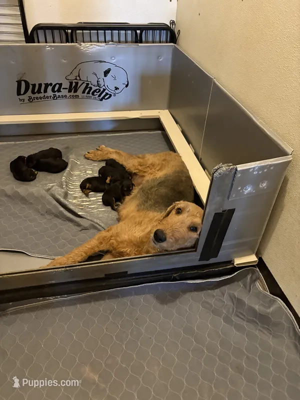 Silvee – Airedale Terrier puppy on hold in Herington, KS