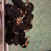 Silvee, a female Airedale Terrier for sale in Herington, KS – Photo 2 of 3