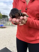 Lilly, a female Yorkipoo for sale in Herington, KS – 1 of 1