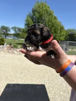 Ringo, a male Yorkipoo for sale in Herington, KS – 4 of 4