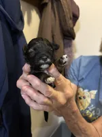 Ringo, a male Yorkipoo for sale in Herington, KS – 4 of 5