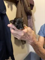 Ringo, a male Yorkipoo for sale in Herington, KS – 2 of 5
