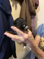 Ringo, a male Yorkipoo for sale in Herington, KS – 3 of 5