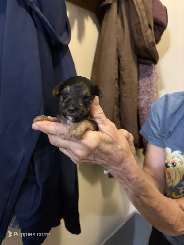 Ringo – Yorkipoo puppy for sale in Herington, KS
