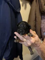 Ringo, a male Yorkipoo for sale in Herington, KS – 5 of 5