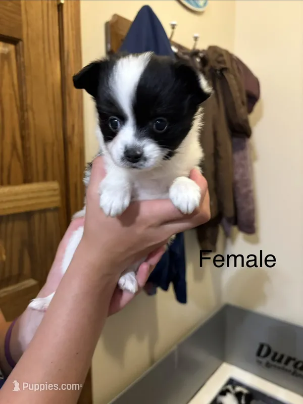 Lucy – Papillon puppy for sale in Herington, KS
