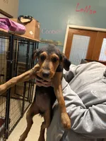 Silvee, a female Airedale Terrier for sale in Herington, KS – 1 of 1