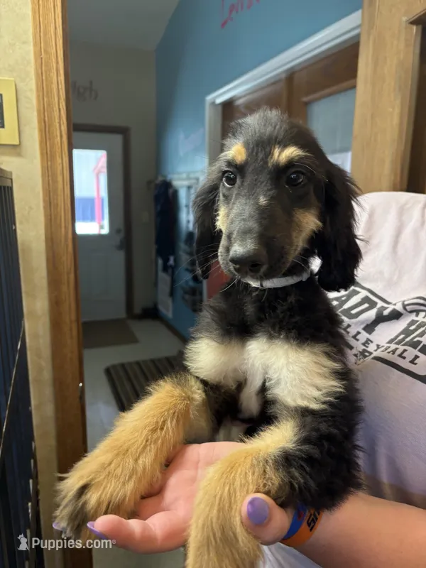 Greta, a female Afghan Hound for sale in Herington, KS – Photo 1 of 1