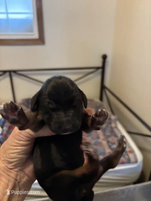Kevlar 1 – Afghan Hound puppy for sale in Herington, KS