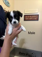 Ricky, a male Papillon for sale in Herington, KS – 1 of 1
